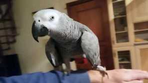 Keď som sa pozrel hororu, jaco ma takmer priniesol do srdcového infarktu